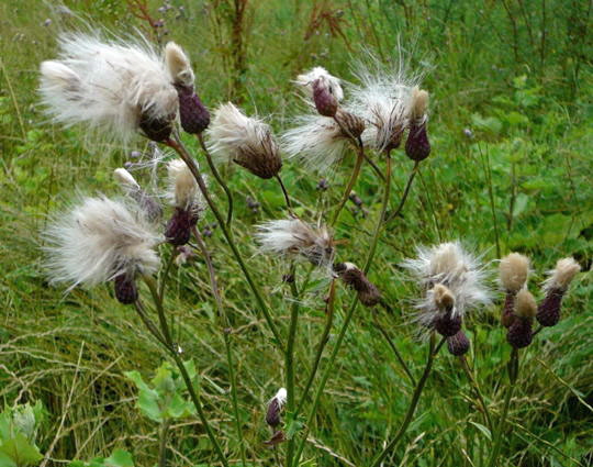 Acker-Kratzdistel  Richtung Hemsbach Jun07 006