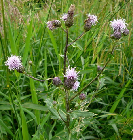 Acker-Kratzdistel Juni 2007 Httenfeld 024