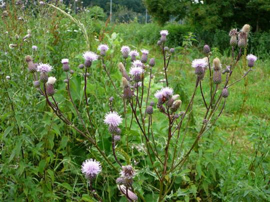 Acker-Kratzdistel Richtung Hemsbach Jun07 005