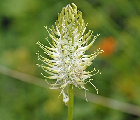 hrige Teufelskralle (Phyteuma spicatum) 9.7.2011 Allgu Alpen Fellhorn 159
