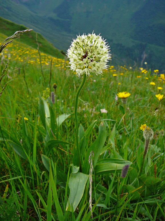 Allermannsharnisch (Allium victoriale) 9.7.2011 Allgu Alpen Fellhorn Oberstdorf-Faistenoy 121