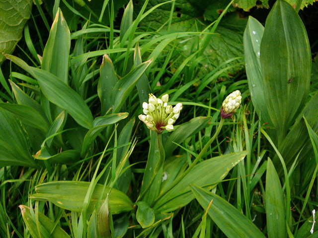 Allermannsharnisch (Allium victoriale) 9.7.2011 Allgu Alpen Fellhorn Oberstdorf-Faistenoy 127