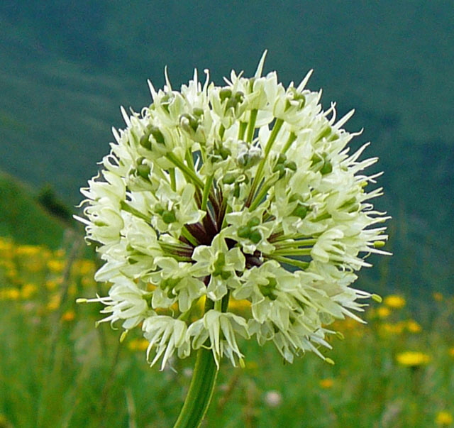 Allermannsharnisch (Allium victoriale) 9.7.2011 Allgu Alpen Fellhorn Oberstdorf-Faistenoy gross