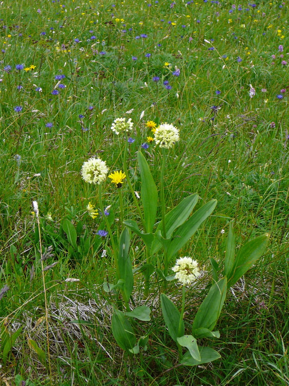 Allermannsharnisch (Allium victoriale) 9.7.2011 Allgu Alpen Fellhorn Oberstdorf-Faistenoy 123