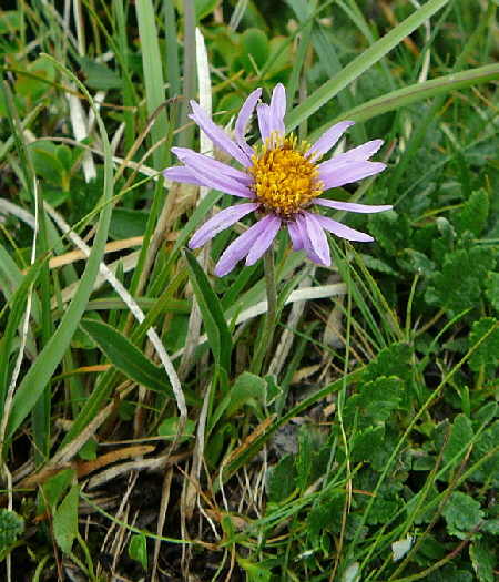 Alpen-Aster (Aster alpinus)   11.7.2011 Kreut Alm, Alpspitze Bergbahn Garmisch 025