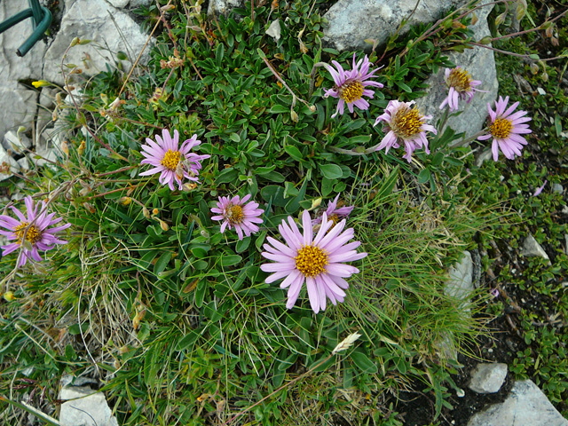 Alpen-Aster (Aster alpinus)  11.7.2011 Kreut Alm, Alpspitze Bergbahn Garmisch 026