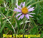 Alpen-Aster (Aster alpinus)  kl.