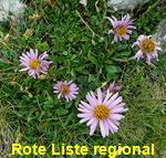 Alpen-Aster (Aster alpinus) 2 kl.