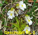 Alpen-Fettkraut (Pinguicula alpina) kl.