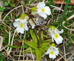 Alpen-Fettkraut (Pinguicula alpina) kl.