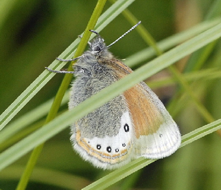 Alpen-Heufalter (Coenonympha gardetta) Bayern, Oberstdorf FAistenoy Fellhorn 9.7.2011