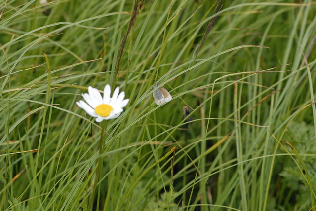 Alpen-Heufalter (Coenonympha gardetta) Bayern, Oberstdorf FAistenoy Fellhorn 9.7.2011 133