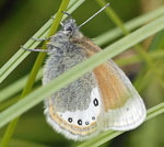 Alpen-Heufalter (Coenonympha gardetta) kl.