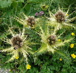 Alpen-Kratzdistel (Cirsium spinosissimum) kl.