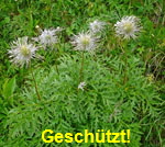 Alpen-Kuhschelle (Pulsatilla alpina  kl.