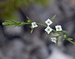 Alpen-Leinblatt (Thesium alpinum) 1 kl.