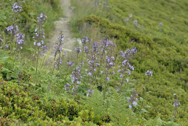 Alpen-Milchlattich (Cicerbita alpina) 9.7.2011 Allgu Alpen Fellhorn NIKON2 032