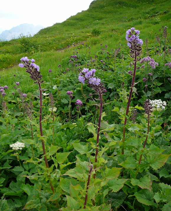 Alpen-Milchlattich (Cicerbita alpina) 9.7.2011 Allgu Alpen Fellhorn Oberstdorf-Faistenoy 136