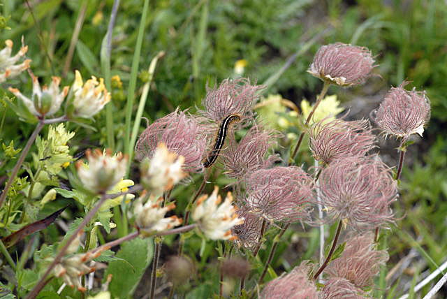 Alpen-Ringelspinners (Malacosoma alpicola auf Berg-Nelkenwurz  Urlaub 2011 9.7.2011 Allgu Alpen Fellhorn NIKON 020