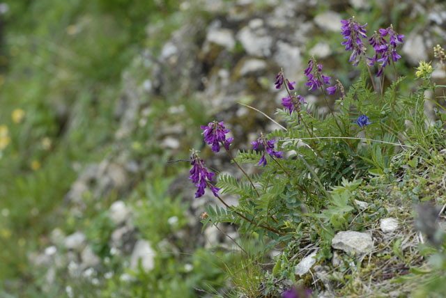Alpen-Sklee (Hedysarum hedysaroides)  9.7.2011 Allgu Alpen Fellhorn NIKON 074