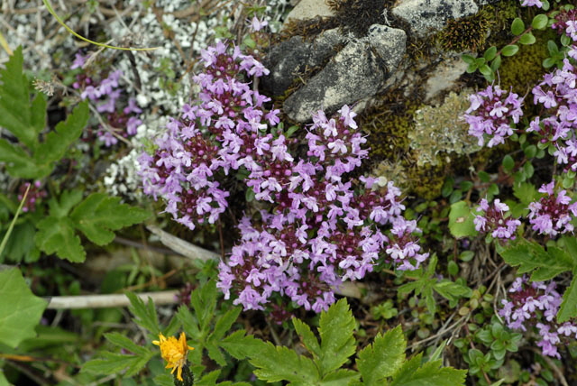 Alpen-Thymian (Thymus praecox ssp polytrichus)    9.7.2011 Allgu Alpen Fellhorn NIKON2 086