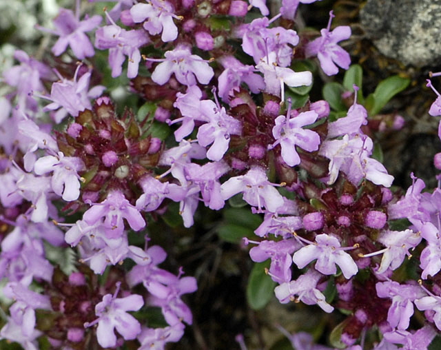 Alpen-Thymian (Thymus praecox ssp polytrichus)    9.7.2011 Allgu Alpen Fellhorn NIKON2 086a