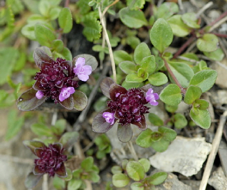 Alpen-Thymian (Thymus praecox ssp polytrichus)  9.7.2011 Allgu Alpen Fellhorn NIKON 080