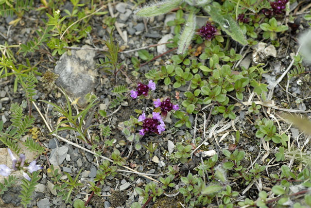 Alpen-Thymian (Thymus praecox ssp polytrichus)  9.7.2011 Allgu Alpen Fellhorn NIKON 082