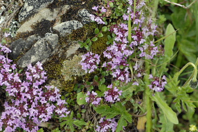Alpen-Thymian (Thymus praecox ssp polytrichus)  9.7.2011 Allgu Alpen Fellhorn NIKON2 087