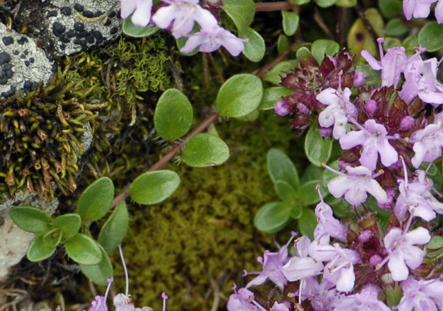 Alpen-Thymian (Thymus praecox ssp polytrichus)  9.7.2011 Allgu Alpen Fellhorn NIKON2 087a