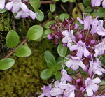 Alpen-Thymian (Thymus praecox ssp polytrichus)  kl.