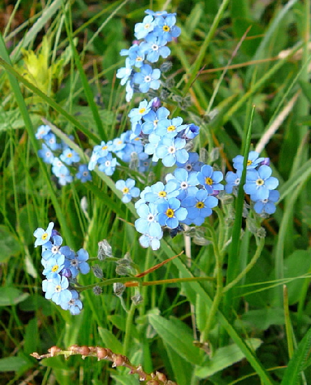 Alpen-Vergissmeinnicht (Myosotis alpestris)  9.7.2011 Allgu Alpen Fellhorn Oberstdorf-Faistenoy 078a 9.7