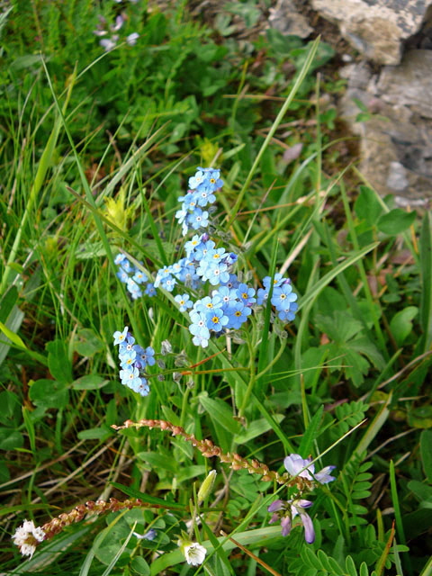 Alpen-Vergissmeinnicht (Myosotis alpestris)  9.7.2011 Allgu Alpen Fellhorn Oberstdorf-Faistenoy 078