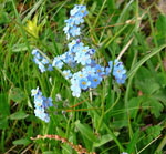 Alpen-Vergissmeinnicht (Myosotis alpestris) kl.