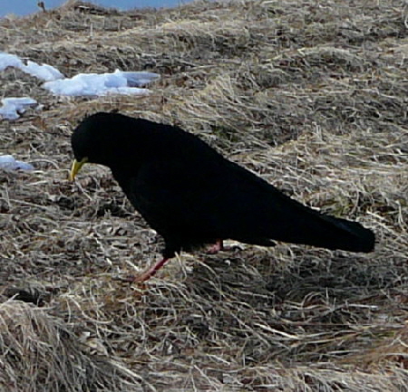 Alpendohle (Pyrrhocorax graculus) Februar 2011 Bombardier-Reise Wildhaus Schweiz 066a