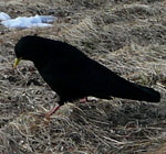 Alpendohle (Pyrrhocorax graculus) kl.