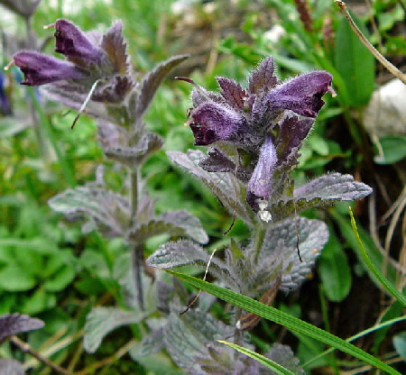 Alpenhelm (Bartsia alpina) 11.7.2011 Kreut Alm, Alpspitze Bergbahn Garmisch 062