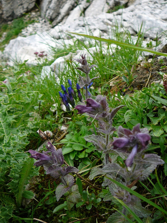 Alpenhelm (Bartsia alpina) 11.7.2011 Kreut Alm, Alpspitze Bergbahn Garmisch 061