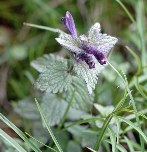 Alpenhelm (Bartsia alpina) 11.7.2011 Kreut Alm, Alpspitze Bergbahn NIKON 055