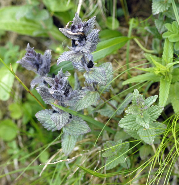 Alpenhelm (Bartsia alpina) 9.7.2011 Allgu Alpen Fellhorn NIKON 076