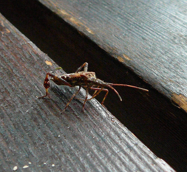 Amerikanische Kiefernwanze (Leptoglossus occidentalis) Huett Jan 2012 010