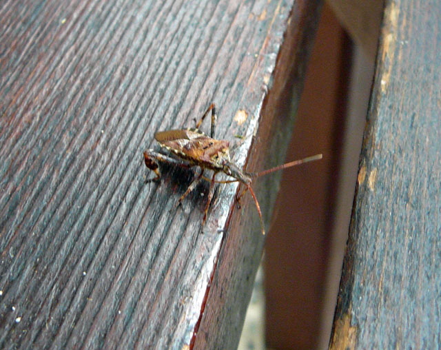 Amerikanische Kiefernwanze (Leptoglossus occidentalis) Huett Jan 2012 011