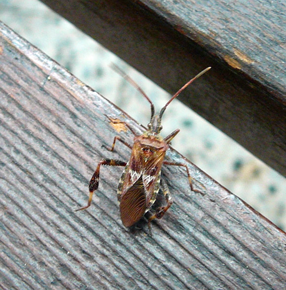 Amerikanische Kiefernwanze (Leptoglossus occidentalis) Huett Jan 2012 012