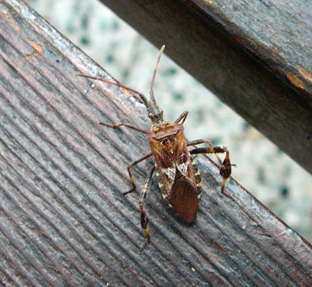 Amerikanische Kiefernwanze (Leptoglossus occidentalis) Huett Jan 2012 013