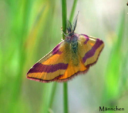Ampfer-Purpurspanner  Ampferspanner Juni 2008 Schmetterlinge Vi