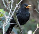 Amsel-Turdus merula Mnnchen-kl.