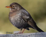 Amsel-Weibchen-kl.