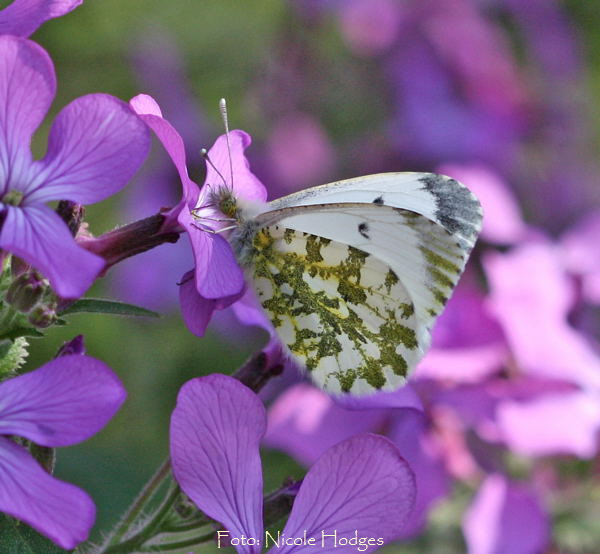 Aurorafalter (Anthocharis cardamines) Weibchen-April09-Lorsch-Feld-Wiese a N_