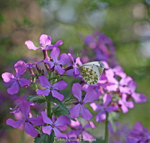 Aurorafalter (Anthocharis cardamines) Weibchen-April09-Lorsch-Feld-Wiese