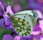 Aurorafalter (Anthocharis cardamines) Weibchen kl.